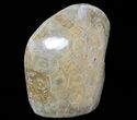 Free-Standing Polished Fossil Coral (Actinocyathus) Display #69362-2